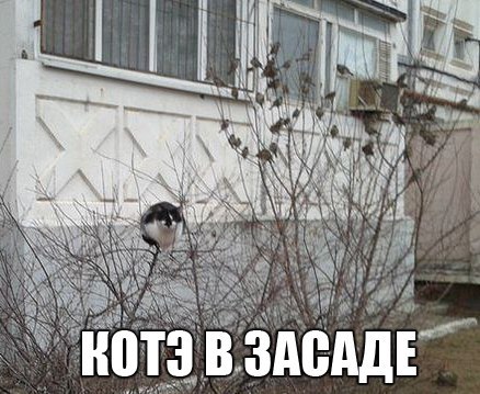 Забавные фото котеек