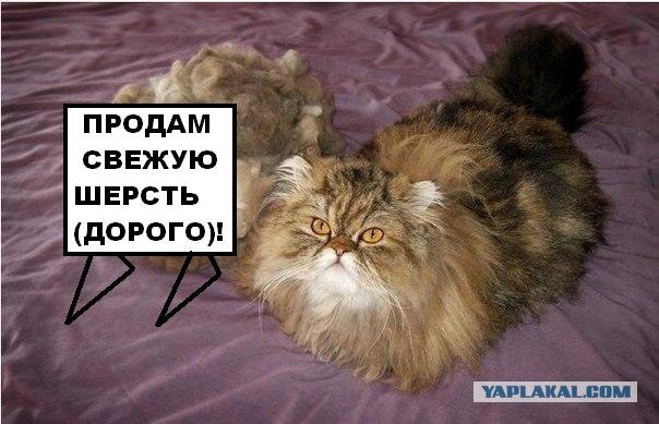 Расчесал кота