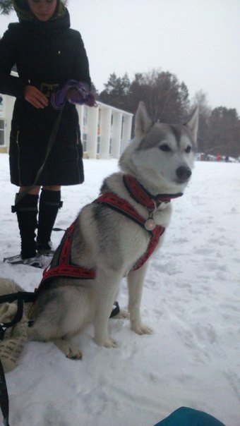 Живность из сети
