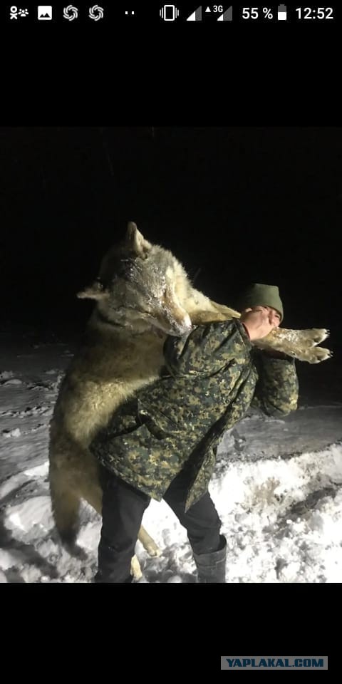 Война с волками в деревне Урмикеево Нижнесергинского района