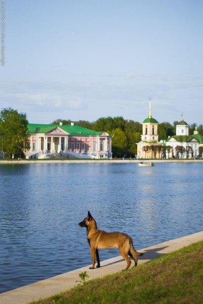 Эти забавные животные