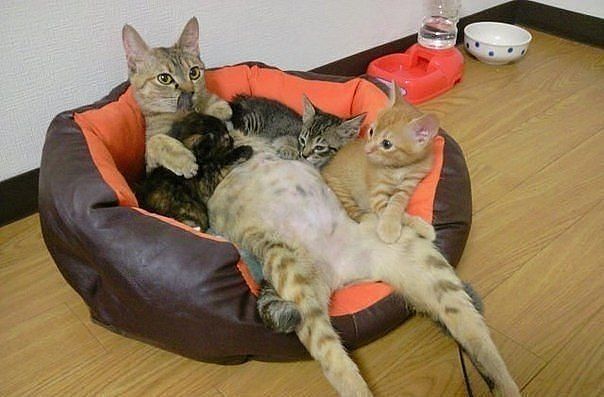 Эти забавные животные