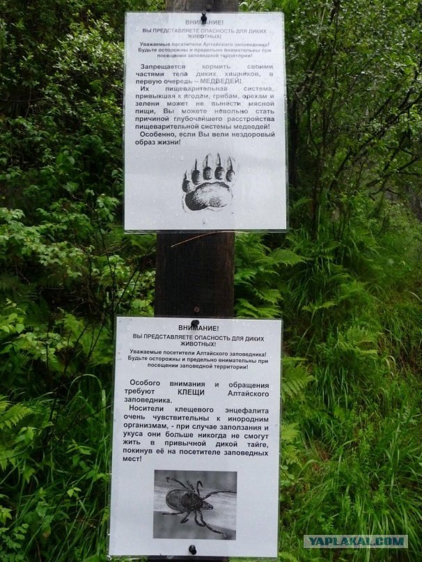 Прогулка по Алтаю