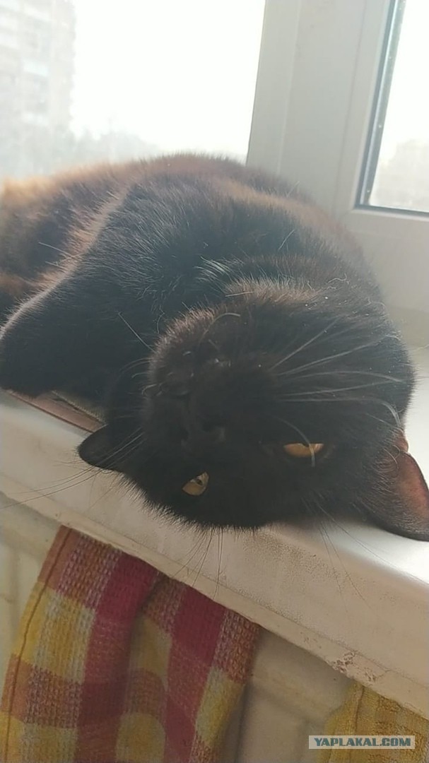 Котовторник 07.06.2022