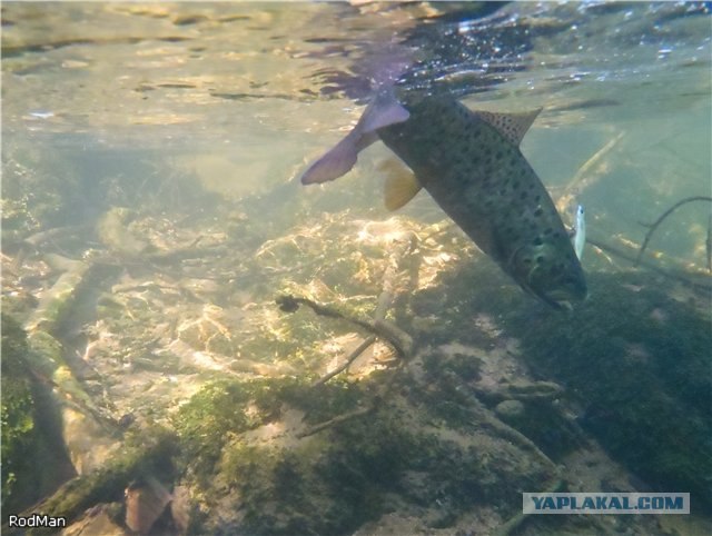Форель, горный Крым.