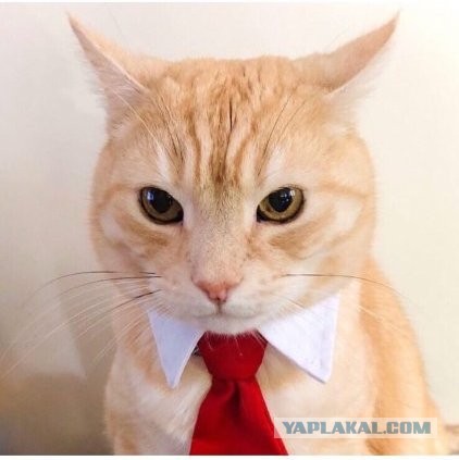 Коты ишачат на заводе