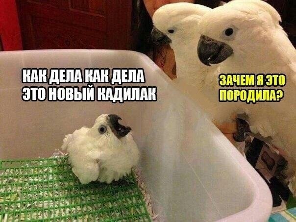 Так себе картинки 18.09.22
