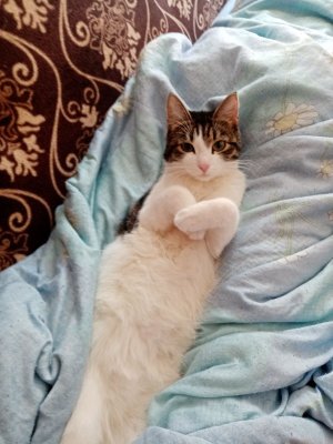 Подбирайте дворовых котят, из них получаются самые благодарные кошки