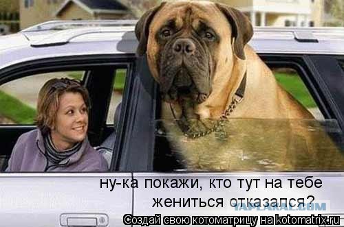 С таким песиком ей не страшно гулять ночью одной