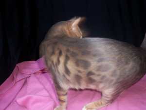 О бенгальских котах на наглядном примере