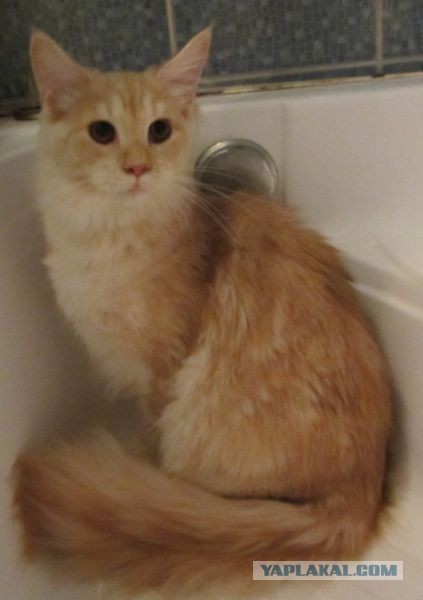 Немного о  Мейн Куне.