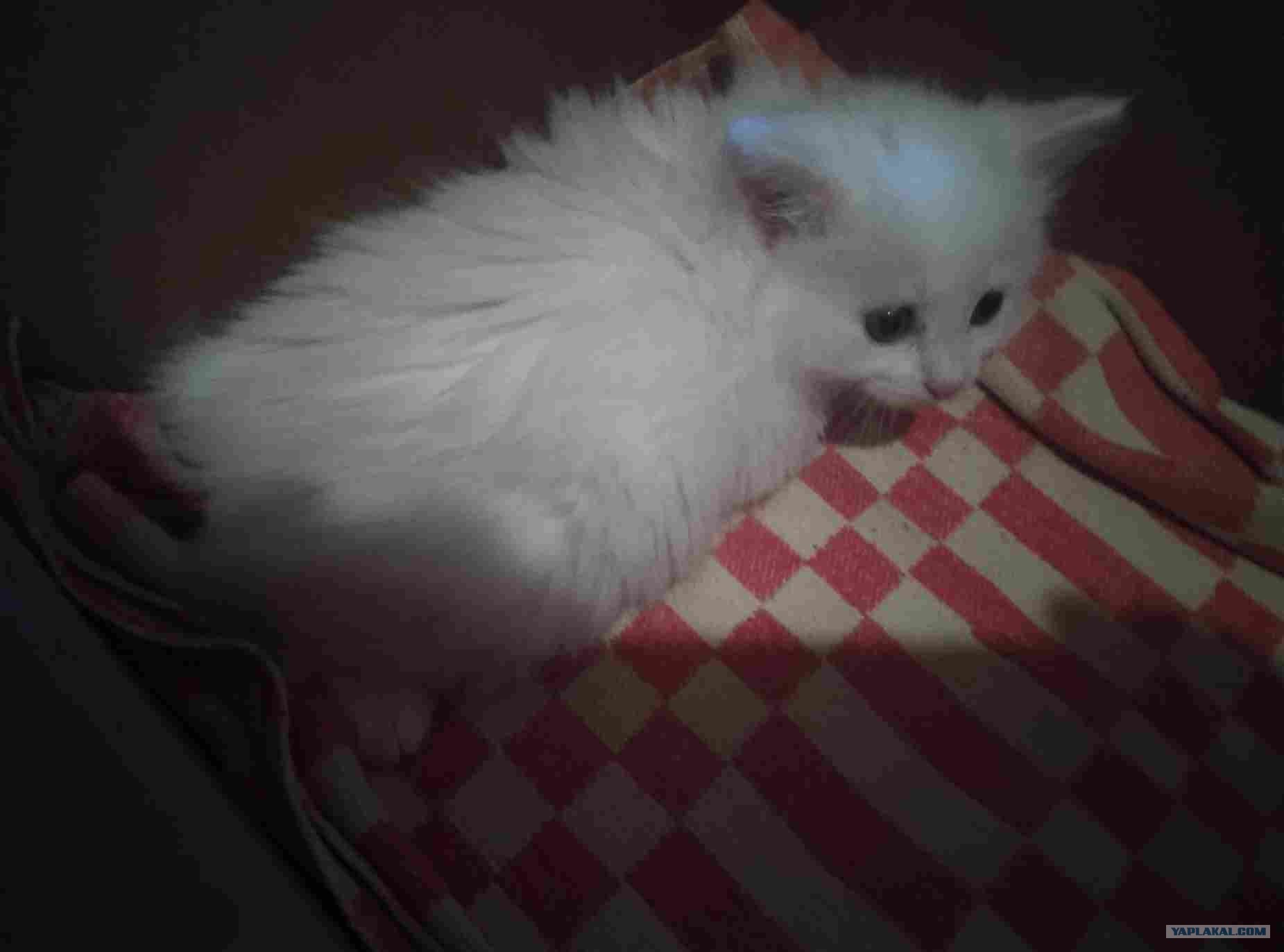 У нас котенок!