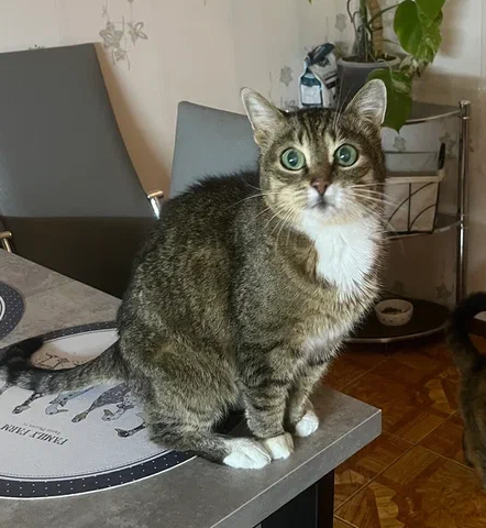 17 лет Коту ( примерно)