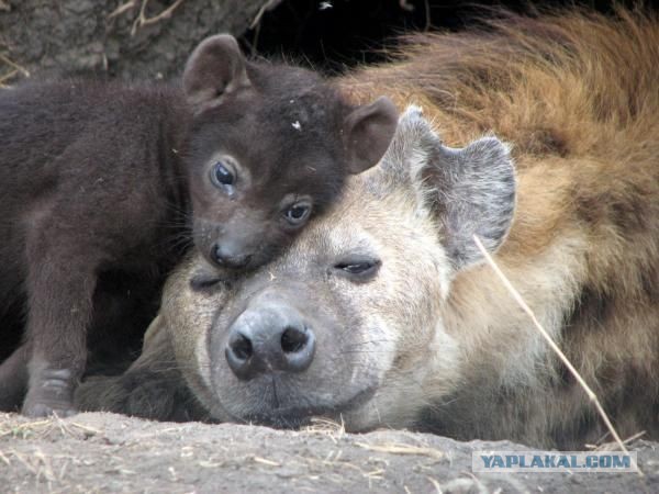 А у вас есть друг который готов постоянно смеяться над вашими шутками?