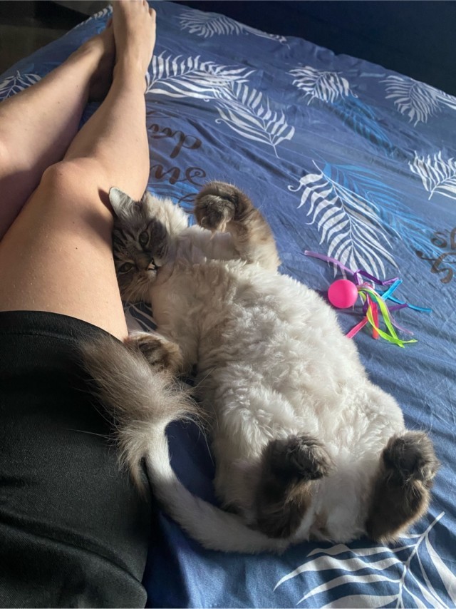 Очередной котовторник