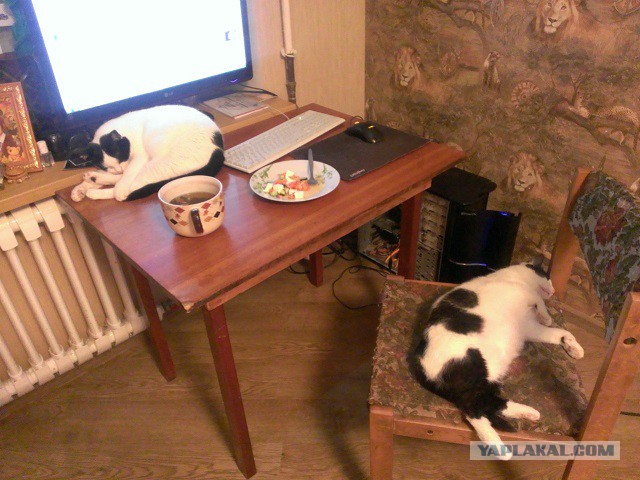 Котовторник 18.03.2014