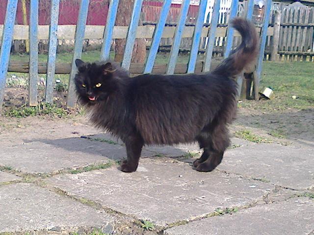Котовторник 01.04.2014