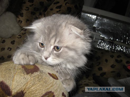 Котовторник 29.04.14.