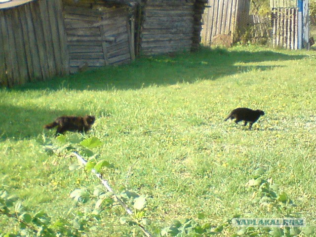 Котовторник 20.05.2014