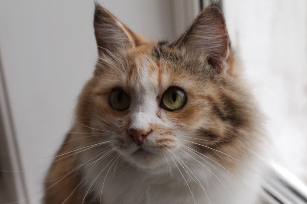 Котовторник 22.07.14