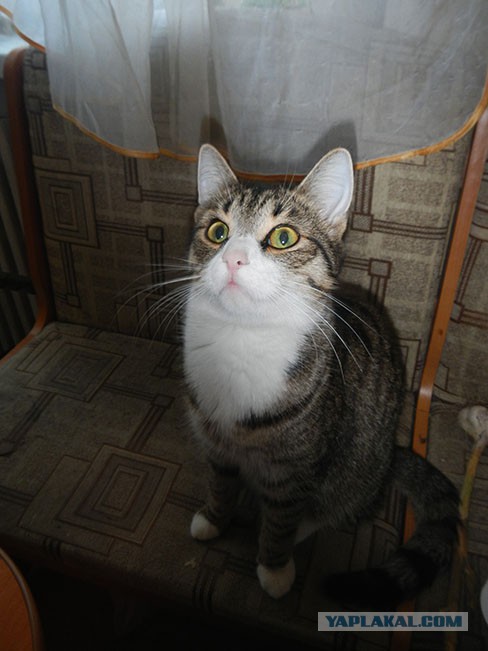 Котовторник 19.08.2014