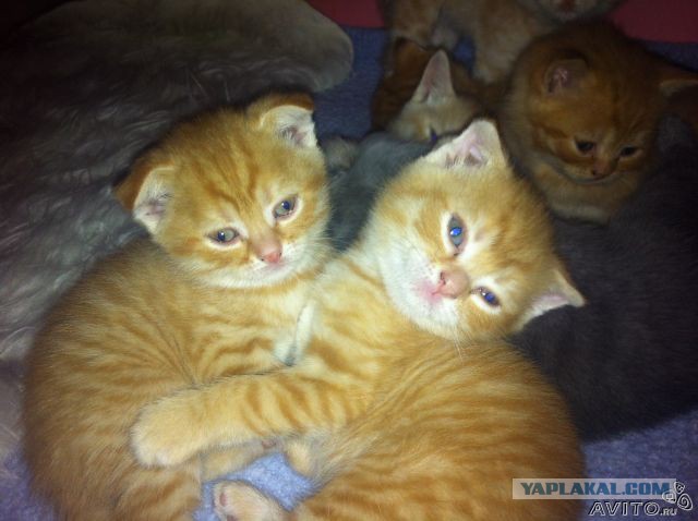 Котовторник 21.10.2014