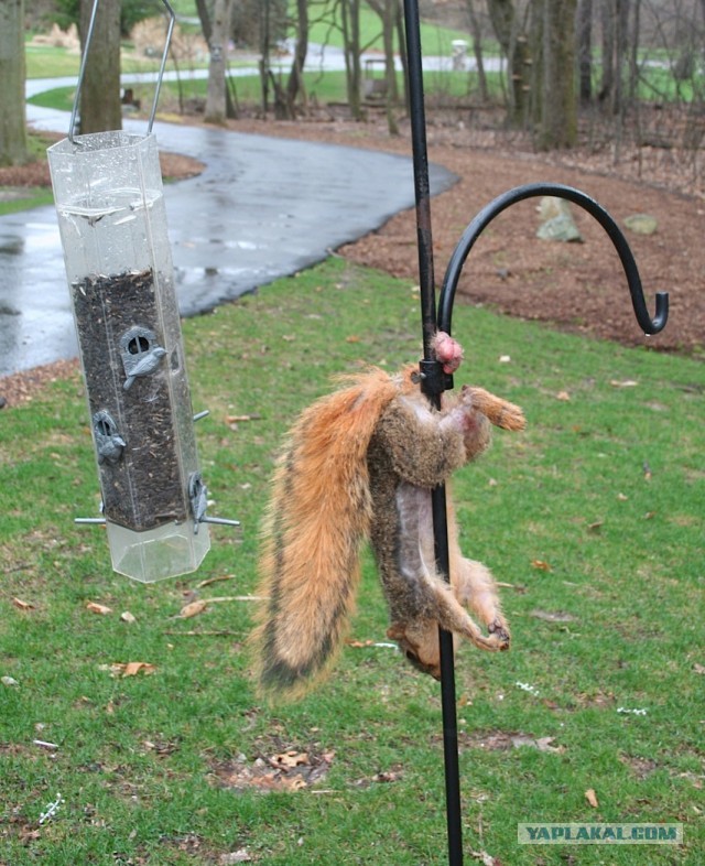 Беличий король или история спасения белок