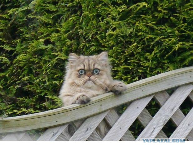 Кошачий Hardcore