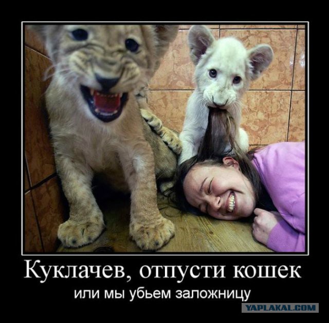 Веселое из сети