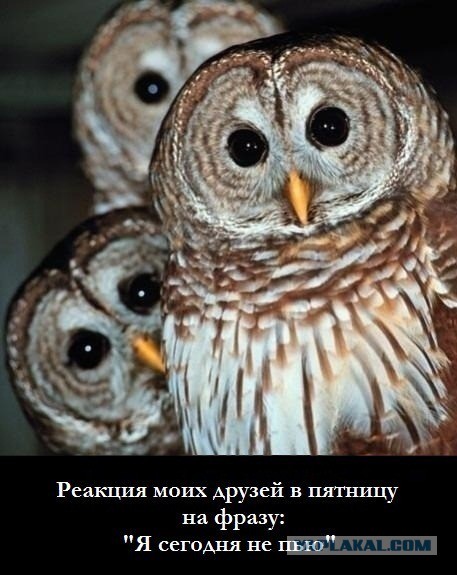 А давайте постить сов?!
