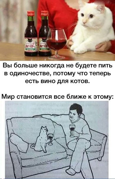 Прикольные коты
