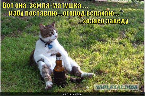 17 фотографий котов