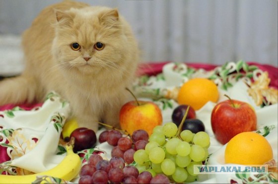 Котовторник 17.11.2015