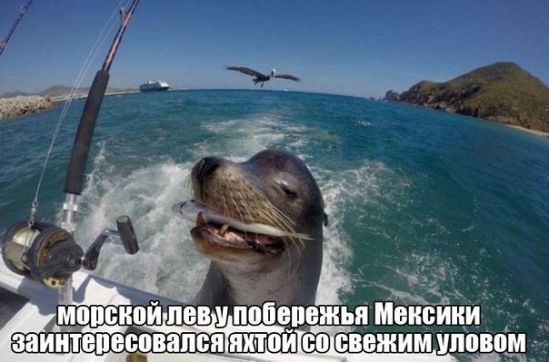 Картинки и демотиваторы