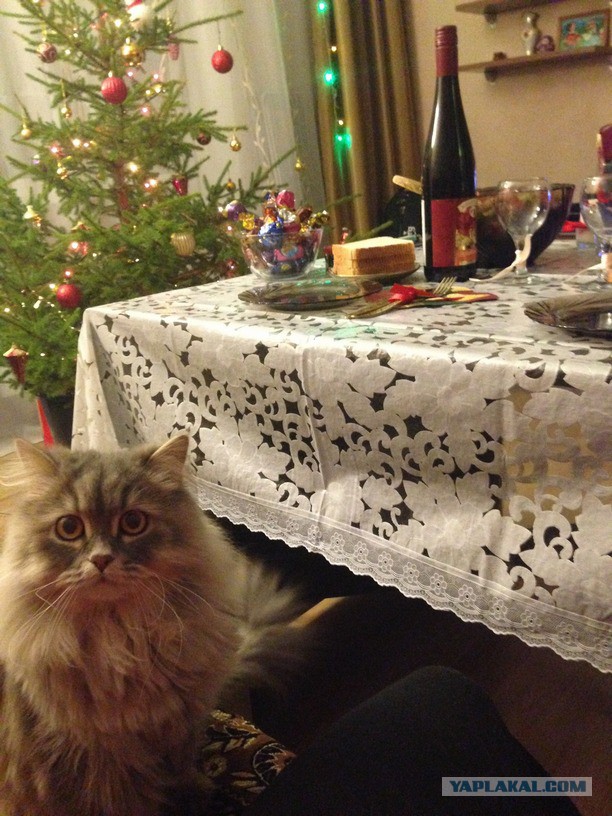 Новый год с котом Антоном