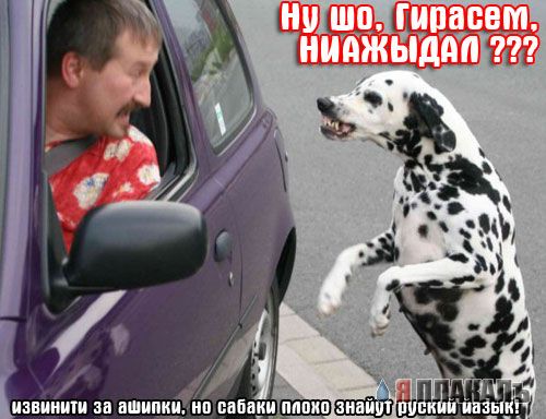 Хозяева приколисты с СОБАКАМИ и ЩЕНКАМИ
