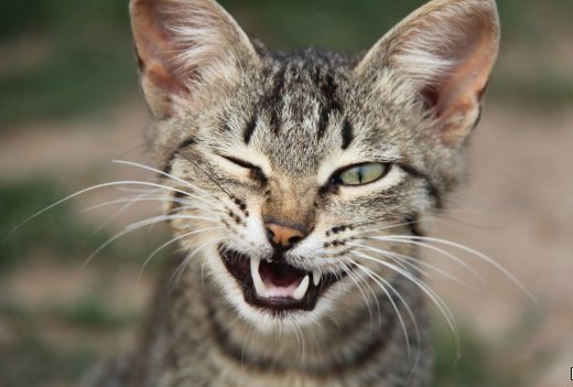 Дворовый автохитрожоп