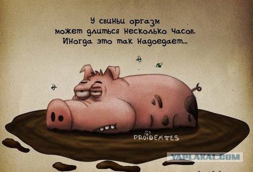 Смешные, прикольные и странные картинки ч.3