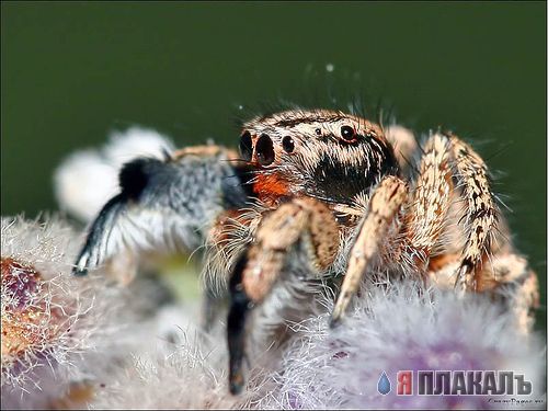 НАСЕКОМЫЕ. Мухи, бабочки, мотыльки, моль, и все летающие твари, пауки