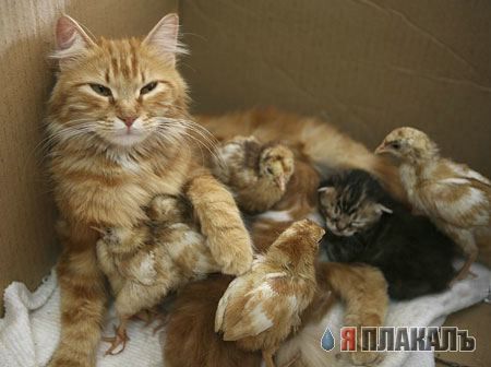 Коты, кошки, котята