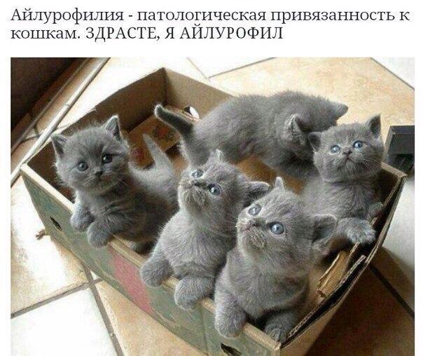 Котовторник 19.07.2016