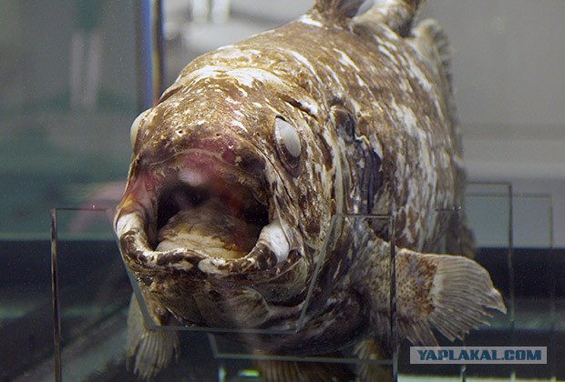 Пора вари... валить бетон! "Альты", шах и мат!