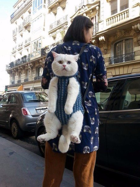 Коты из сети