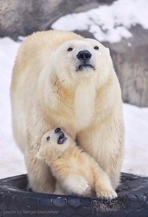Самые смешные животные