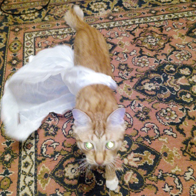 Котопёсо суббота