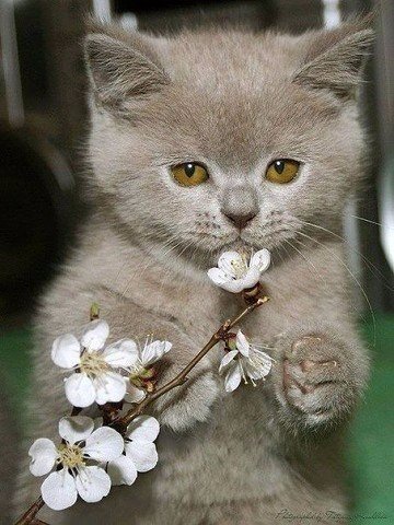 Коты и Кошки