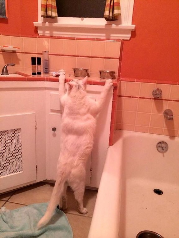 Коты и Кошки