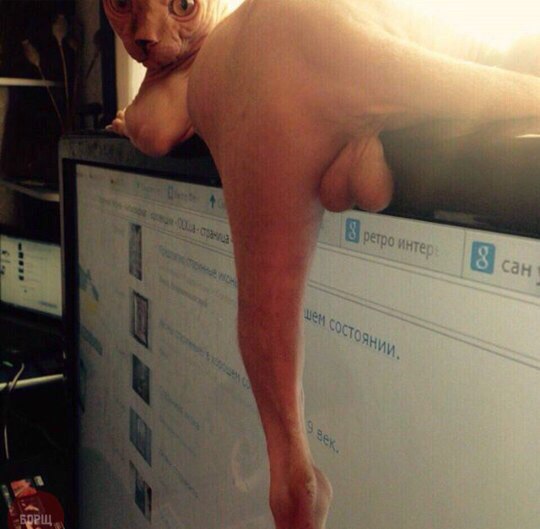 Коты и Кошки