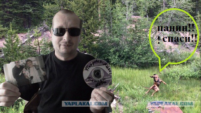 Собака впервые увидела лося