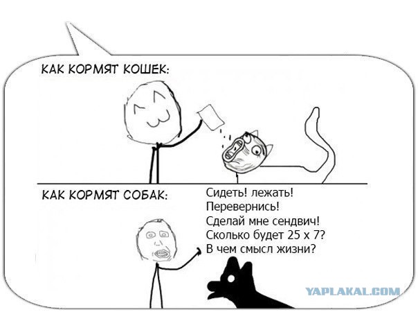 Жизнь домашнего приюта для котеек 180